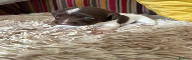 English Springer Spaniel 6