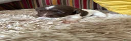 English Springer Spaniel dogs for sale: Adorable Kennel club registered ESS puppies  - Advert 7
