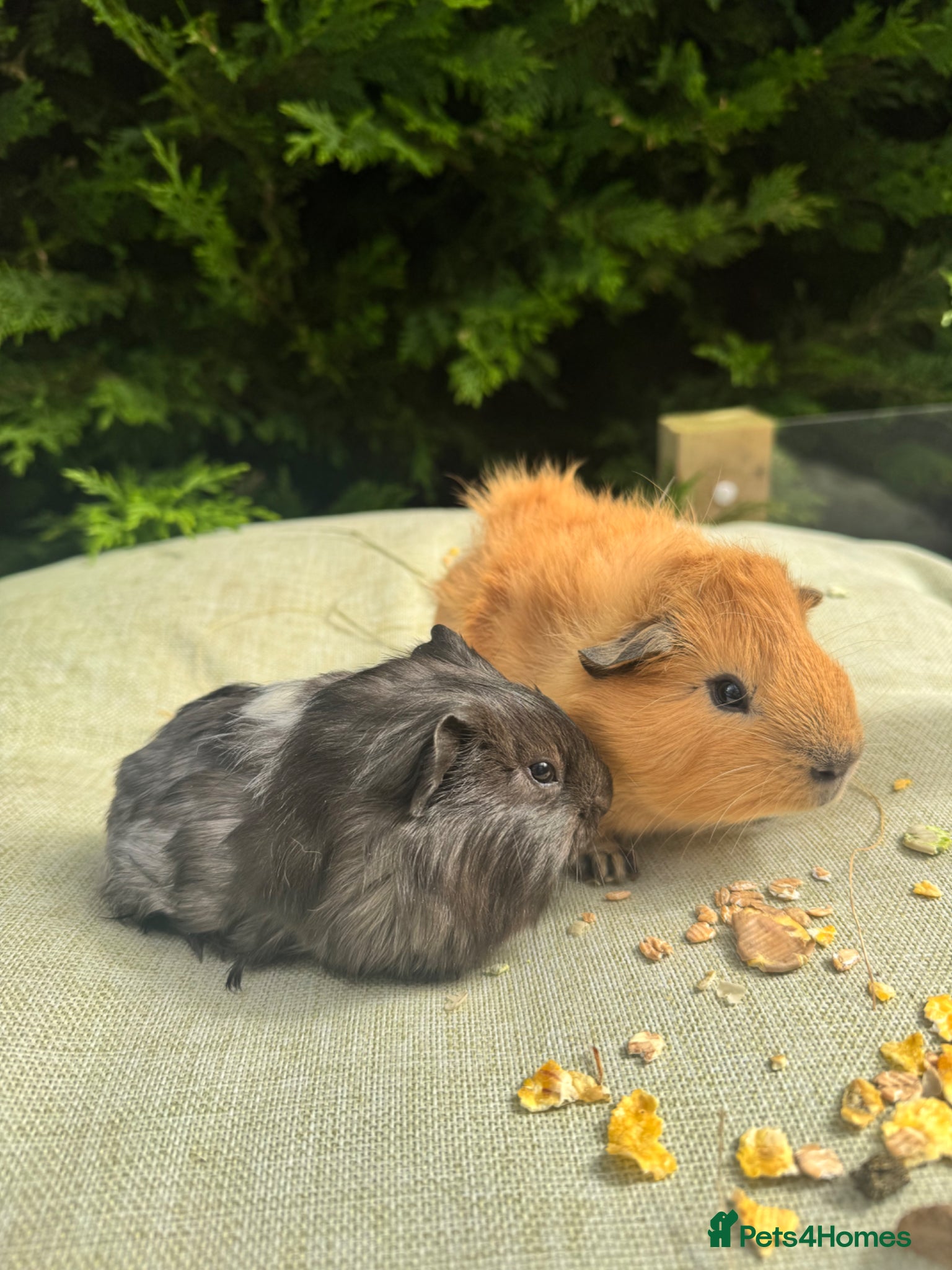Guinea Pig rodents Baby guinea pigs  - Advert 1