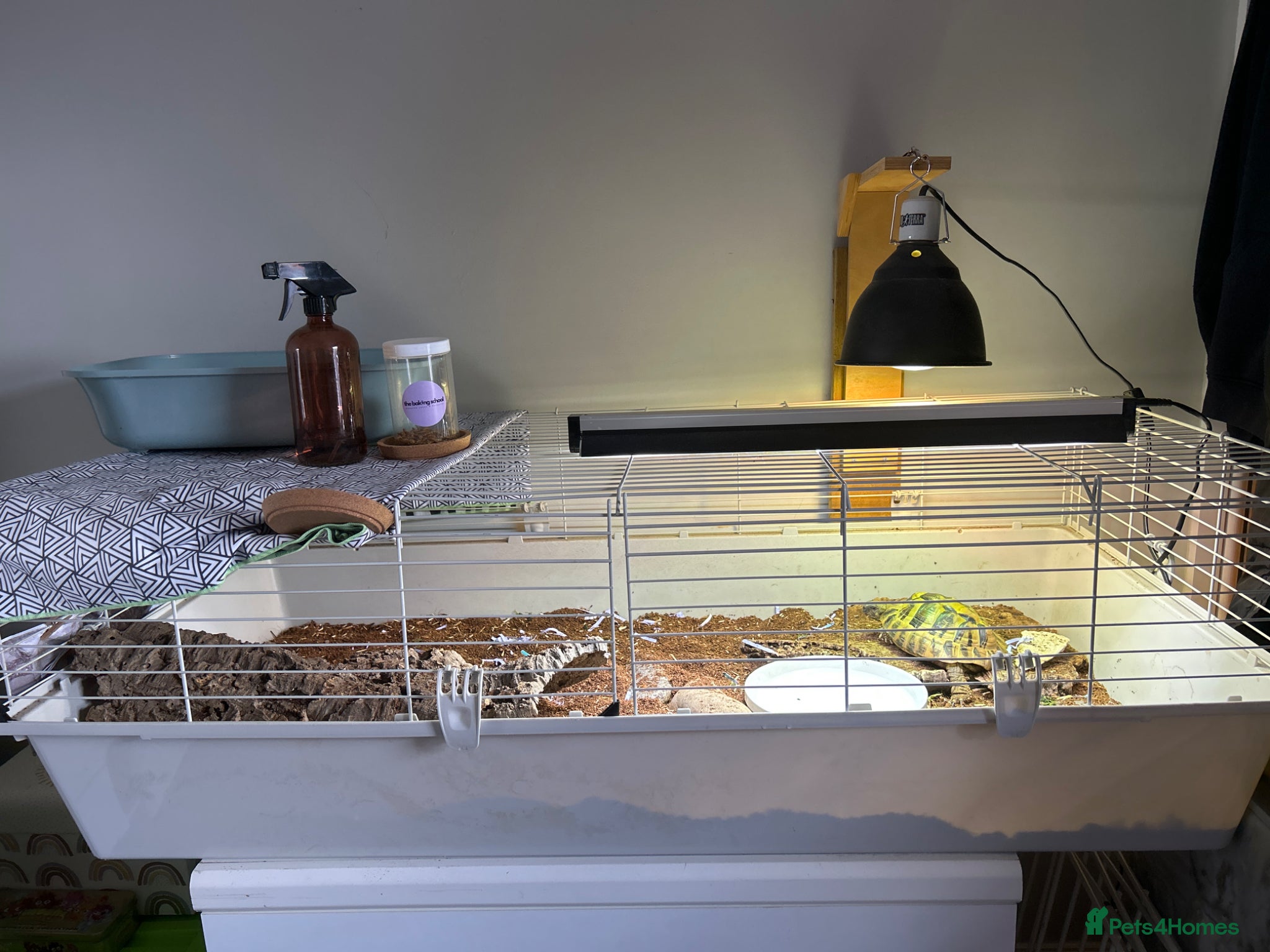 Hermann Tortoise reptiles Male Herman Tortoise  - Advert 2