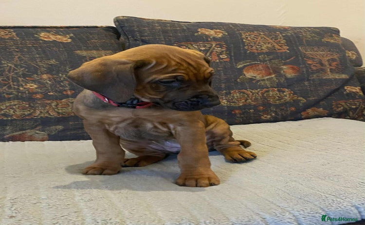 Rhodesian Ridgeback dogs - Advert 2