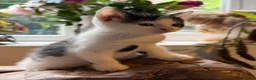 Mixed Breed cats for sale: 3 x Black & white kittens, 1 x boy, 2 x girl in Port Talbot - Advert 8