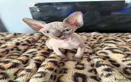 Sphynx cats for sale: canadian sphynx for sale  - Advert 25