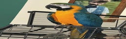 Macaws birds for sale: Blue & Gold Male Macaw - Advert 11