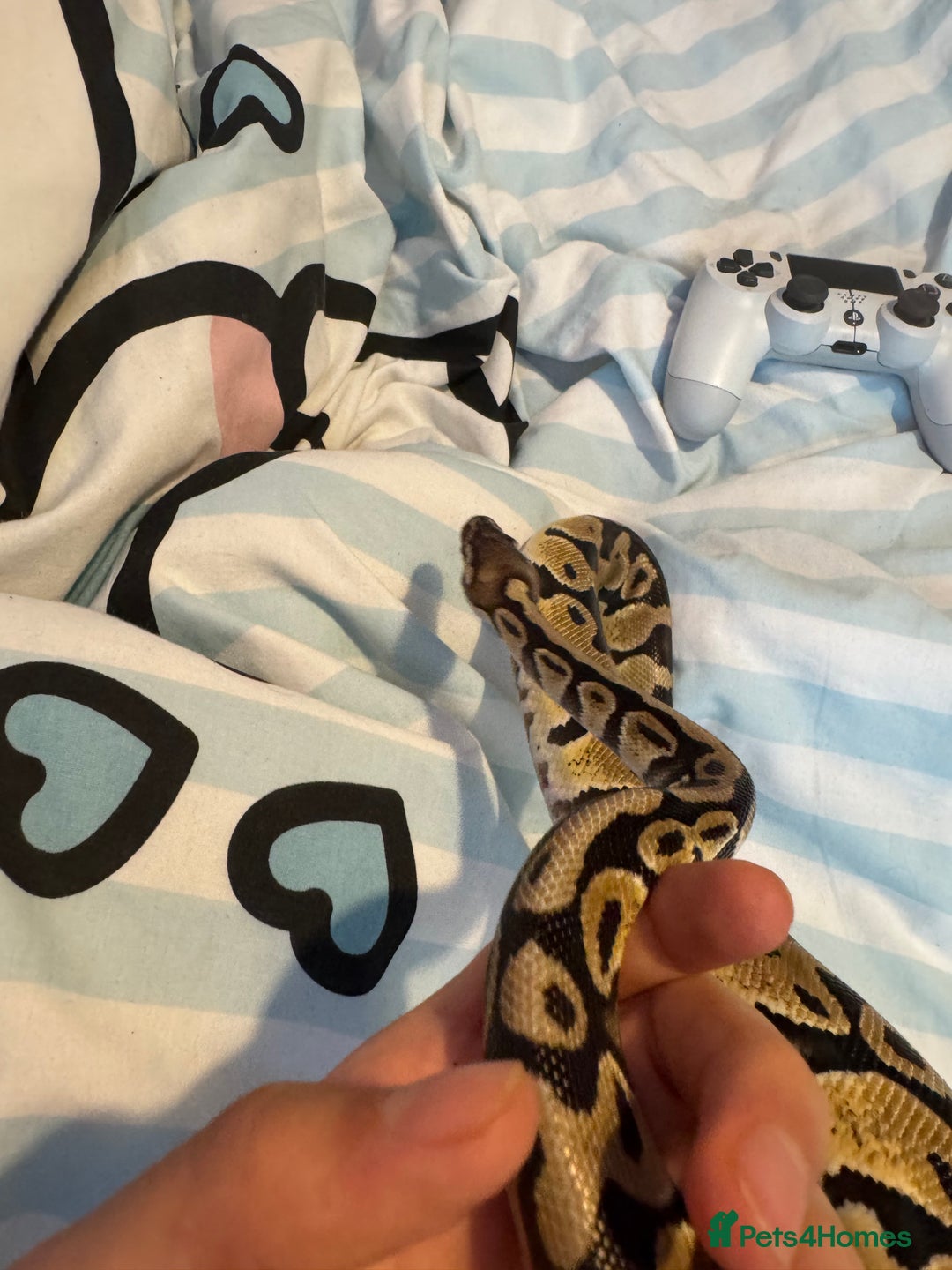 Python Snake reptiles for sale: Ball python  - Advert 7
