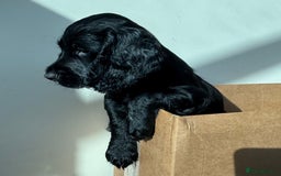 Cocker Spaniel dogs for sale: Beautiful Litter of Cocker Spaniel Puppies  - Image 7