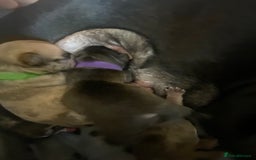 French Bulldog dogs for sale: Chocolate Isabelle Merle black white brindle mum  - Image 10