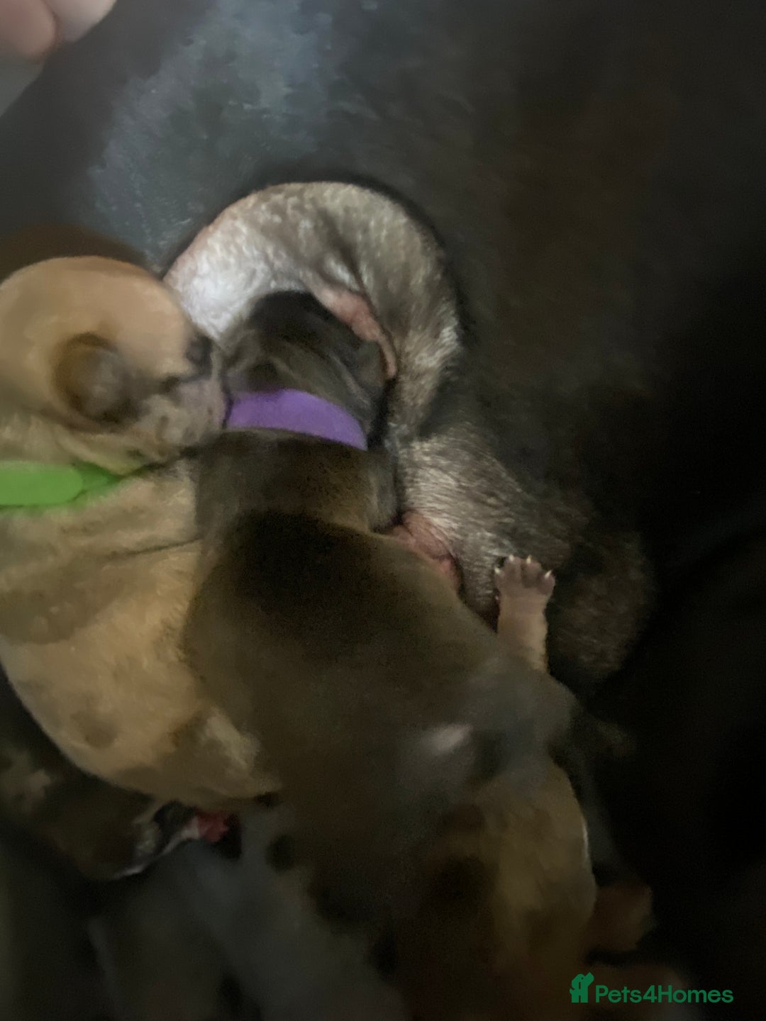 French Bulldog dogs for sale: Chocolate Isabelle Merle black white brindle mum  - Image 10