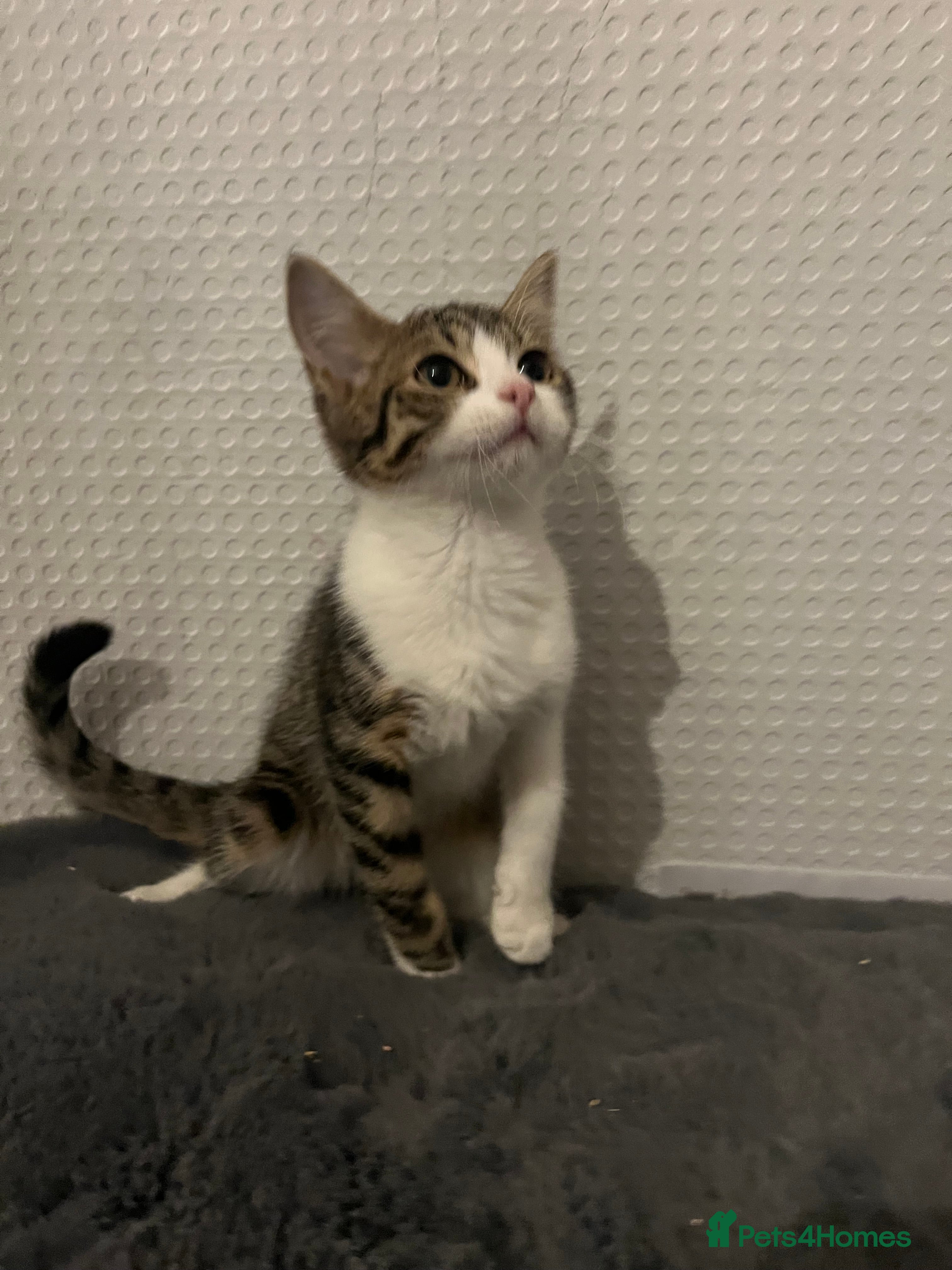 Mixed Breed cats Beautiful kittens  - Advert 2