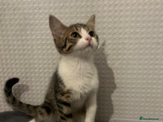 Mixed Breed cats Beautiful kittens - Advert 2