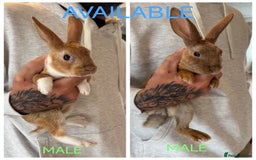 Rex rabbits for sale: Beautiful Mini Velvet Rex baby rabbits   - Image 1