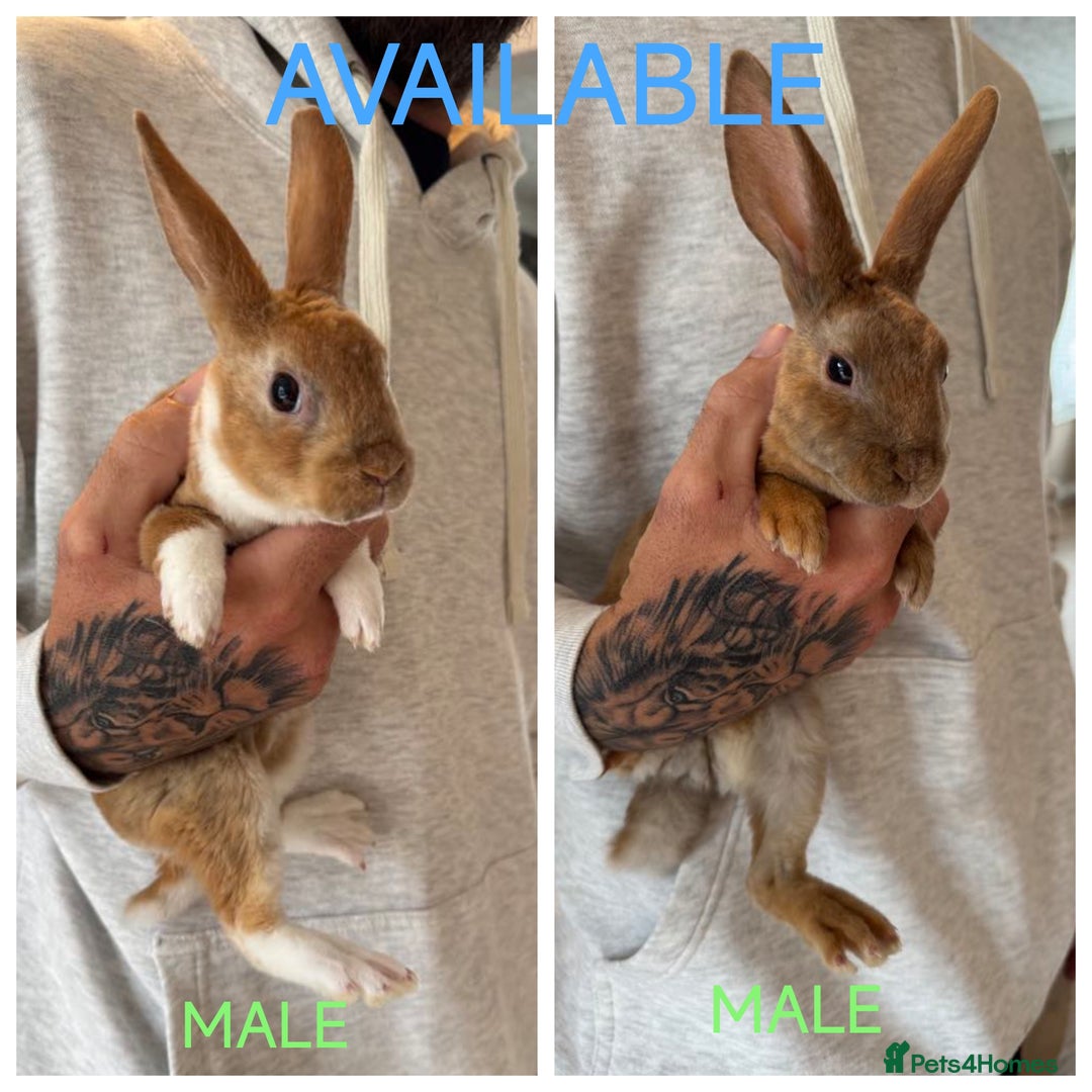 Rex rabbits for sale: Beautiful Mini Velvet Rex baby rabbits   - Image 1