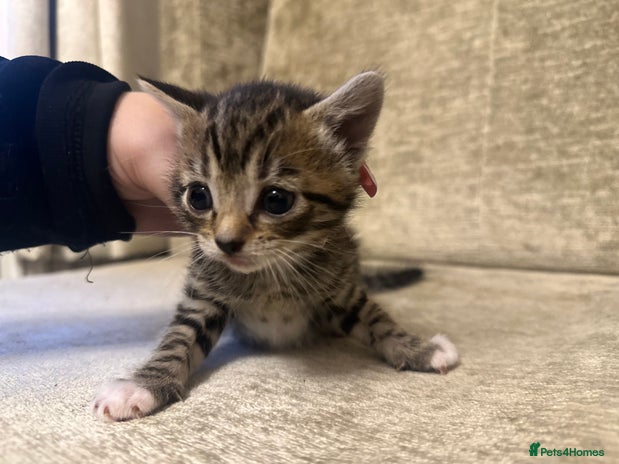 American Shorthair cats - Advert 2