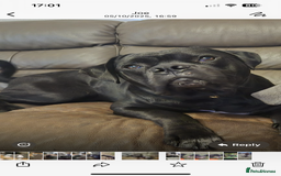 Mixed Breed dogs for sale: DDB x Cane Corso  - Image 1