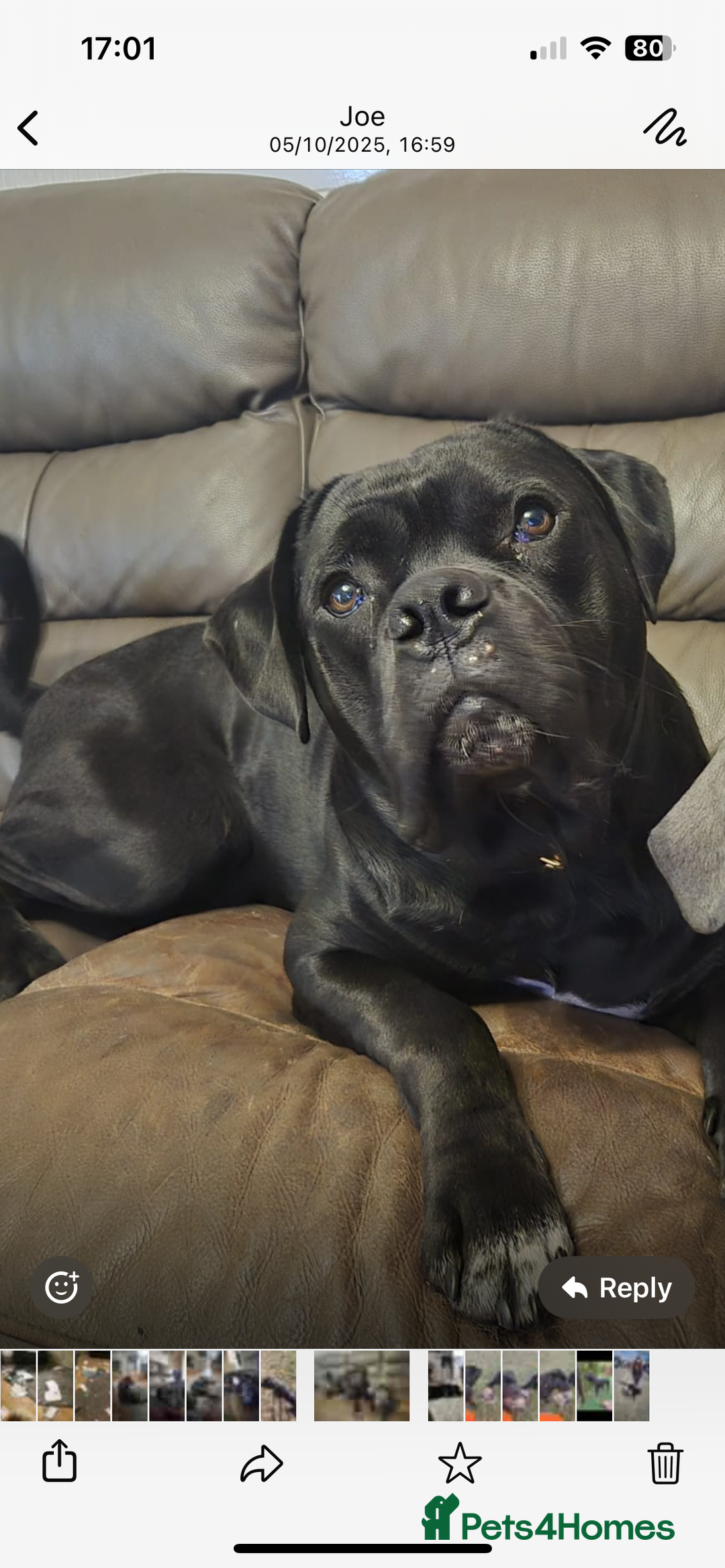 Mixed Breed dogs for sale: DDB x Cane Corso  - Image 1