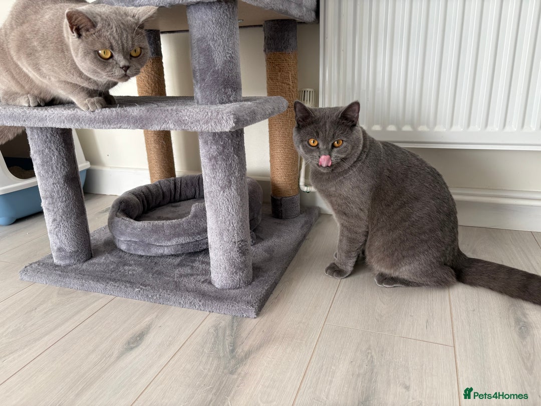 British Shorthair cats for sale: British Shorthair - Image 6