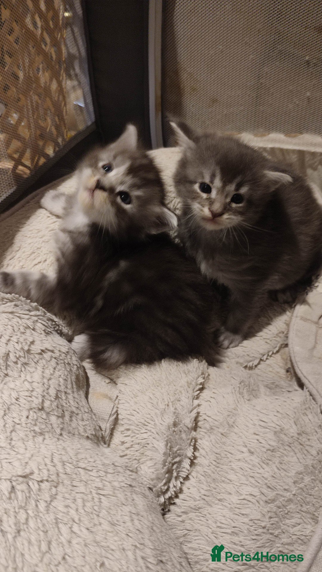 Maine Coon cats for sale: Tica Reg and fully health tested - Advert 5