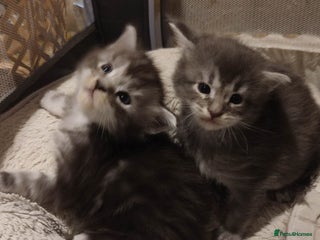 Maine Coon cats Smokes and high silver, Tica Reg + health tested - Advert 18