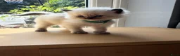 Ragdoll cats for sale: Exceptional Ragdolls  - Advert 36