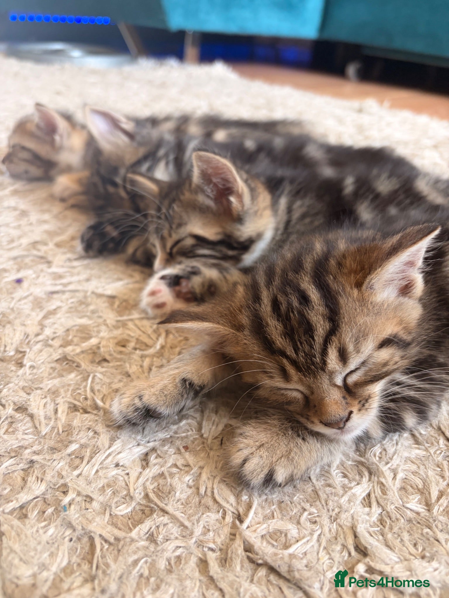 Bengal cats Beautiful Bengal × Norwegian Forest Kittens - Advert 2