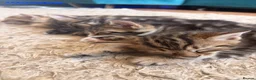 Bengal cats for sale: Beautiful Bengal × Norwegian Forest Kittens in Wallington - Advert 1
