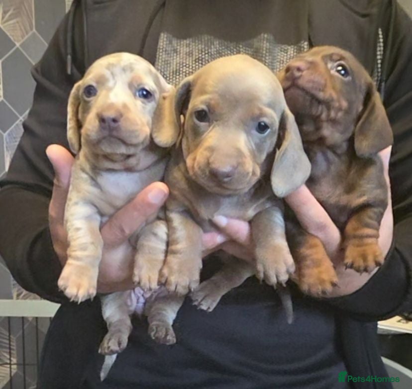 Dachshund dogs Dapple Daschund puppies - Advert 4