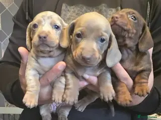Dachshund dogs Dapple Daschund puppies - Advert 4