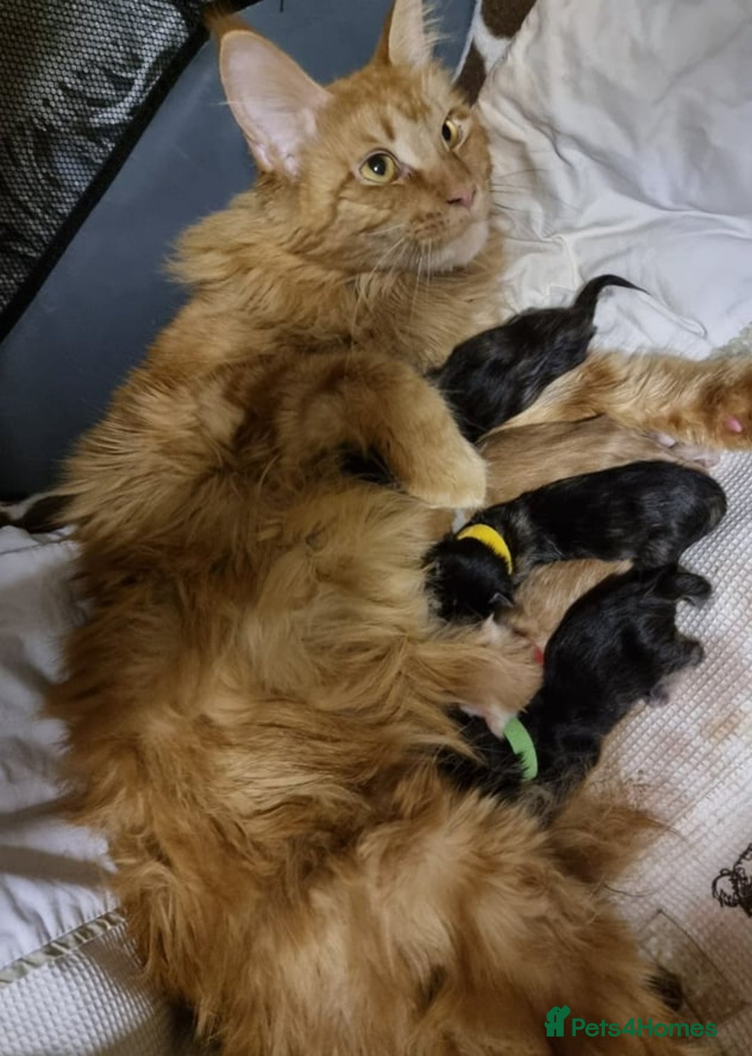 Maine Coon cats for sale: 6 TICA-Registered Maine Coon Kittens Available - Image 21