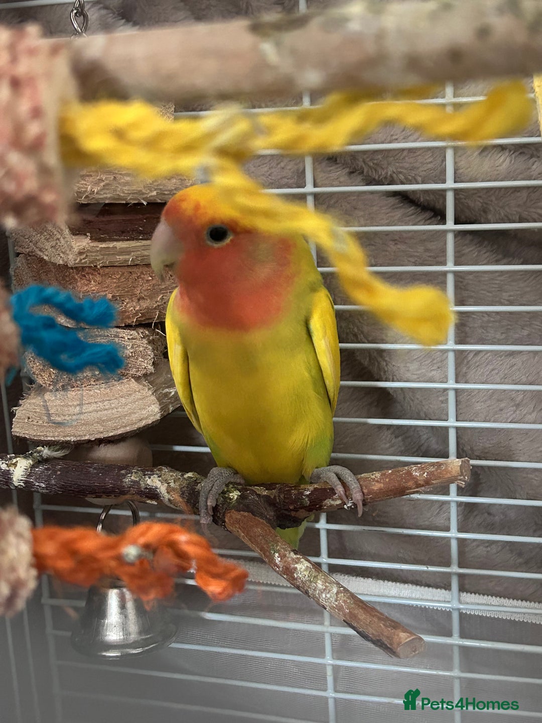 Lovebirds birds for sale: 2 Bonded Lovebirds For sale. NEED GONE❤️ - Advert 2