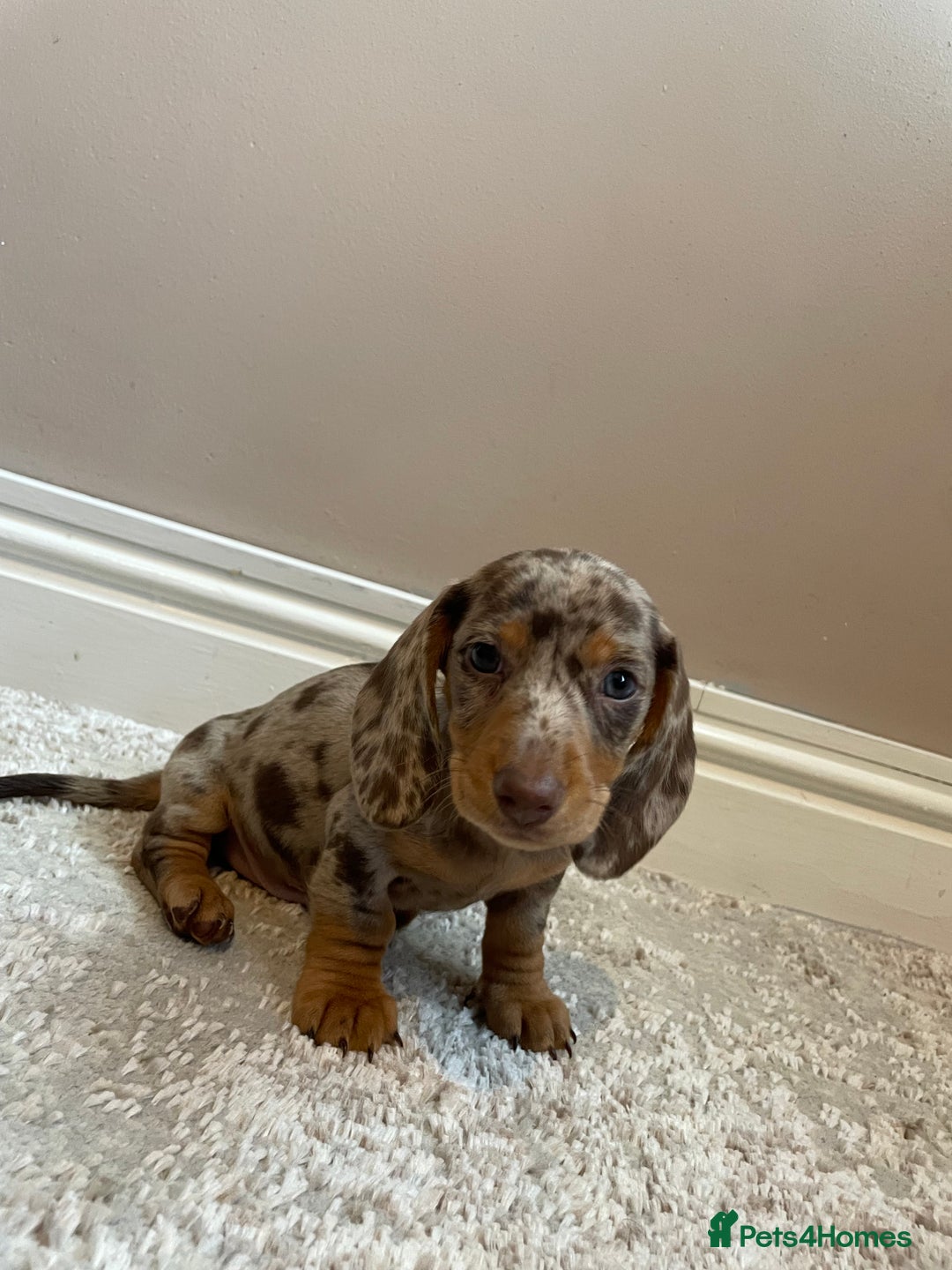 Miniature Dachshund dogs for sale: KC Registered Miniature Dachshund - 2 Boys Left! - Image 25