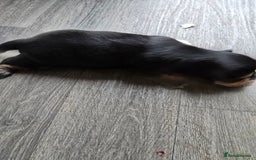 Morkie dogs for sale: Morkie puppies for sale - Image 10