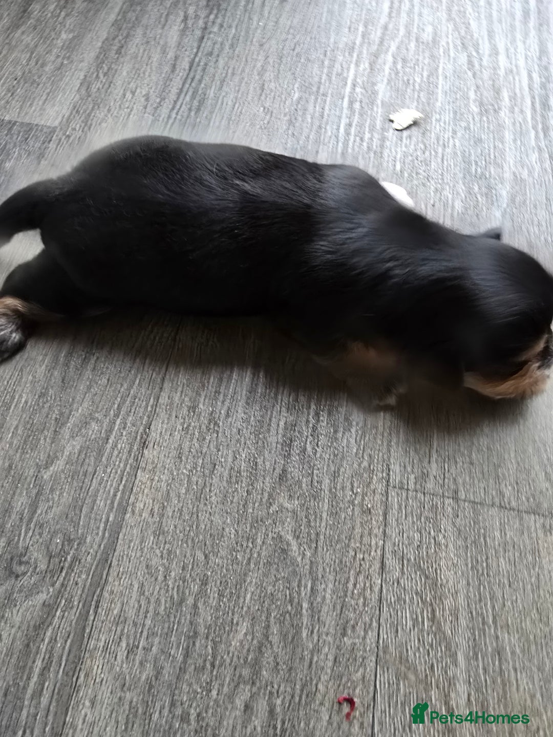 Morkie dogs for sale: Morkie puppies for sale - Image 10