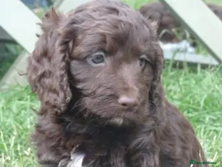 Cockapoo dogs Show cockapoo litter due 1st march - Advert 9