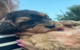 Cockapoo dogs for sale: Cuddly, cute, calm, sable Cockapoo puppies  - Image 19