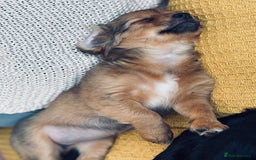 Pomchi dogs for sale: Beautiful female puppy ready now!  in Godstone - Image 29