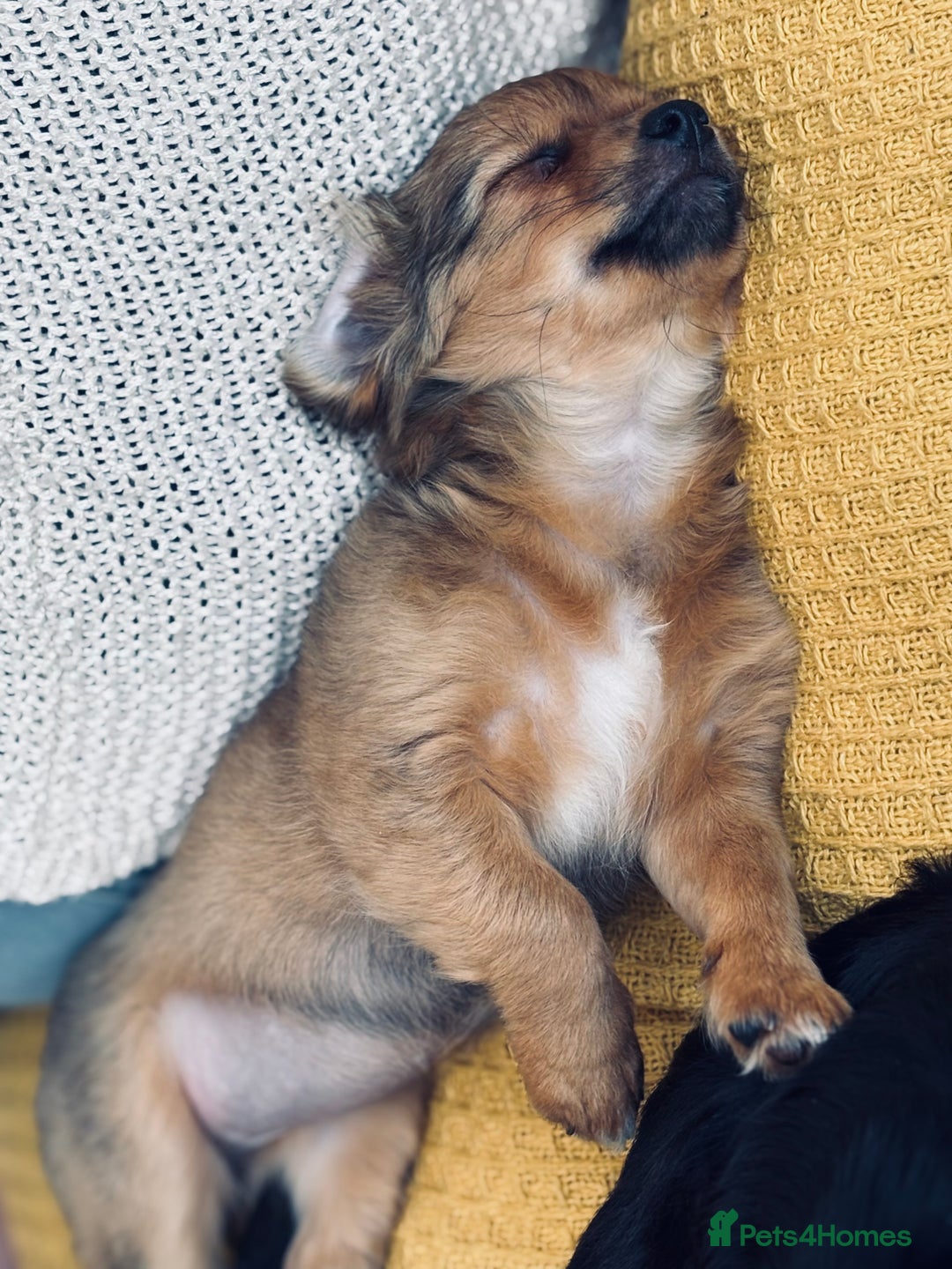 Pomchi dogs for sale: Beautiful female puppy ready now!  in Godstone - Image 29
