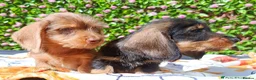 Miniature Dachshund dogs for sale: READY NOW MINI WIRE KC REG LAFORA PRA CLEAR - Advert 1