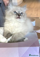 Ragdoll cats - Advert 11