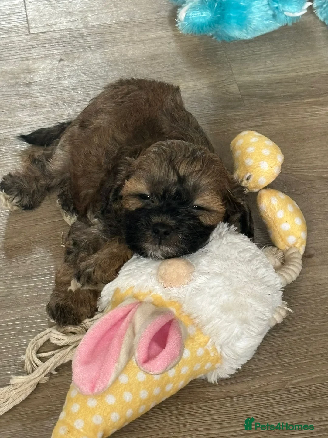 Toy Poodle dogs for stud: Beautiful Red Toy Poodle for Stud in Motherwell - Advert 23