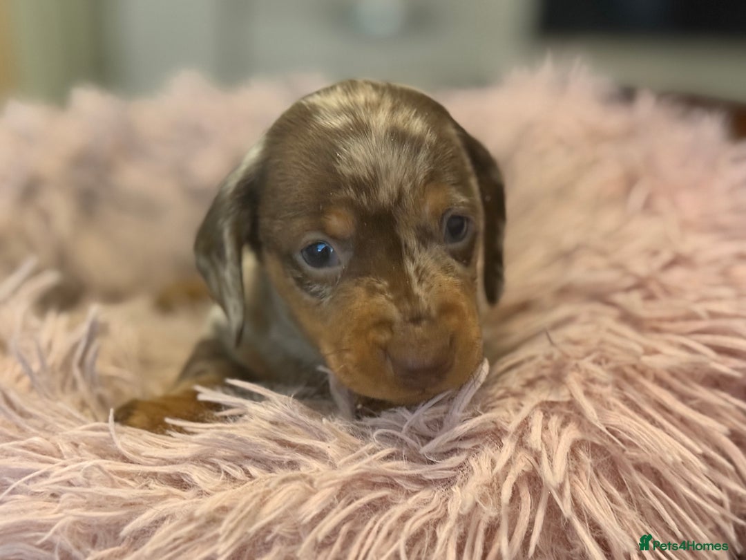 Miniature Dachshund dogs for sale: Adorable miniature dachshund  - Image 21