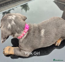 Dachshund dogs - Advert 15
