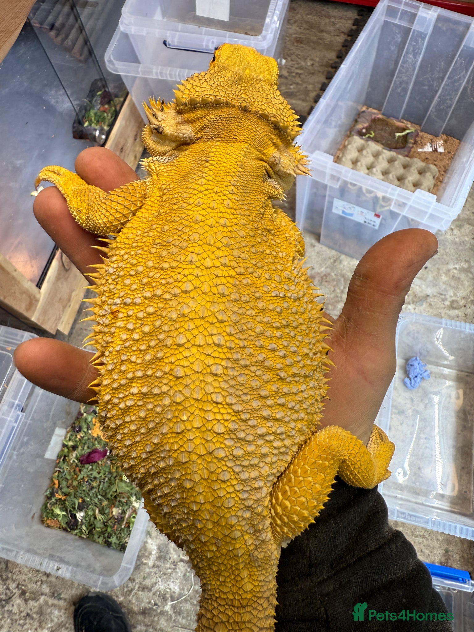 Bearded Dragon reptiles Super Citrus YELLOW US Bloodline  - Advert 2