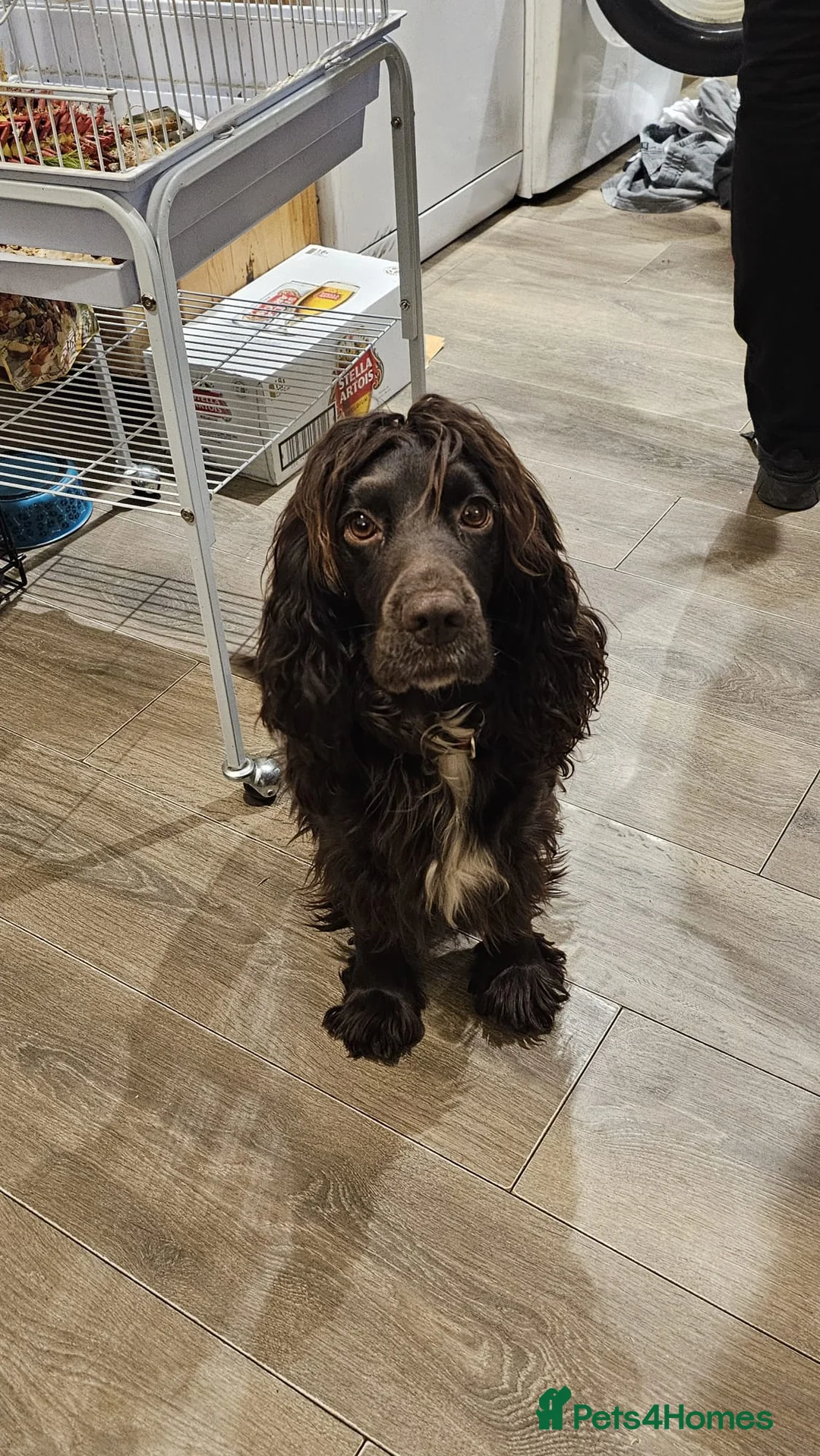 Cocker Spaniel dogs for sale: 2 Gorgeous Cocker Spaniel Girls for Sale  - Advert 2