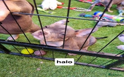 American Bully dogs for sale: Blue & lilac tri pocket bully’s  - Image 14