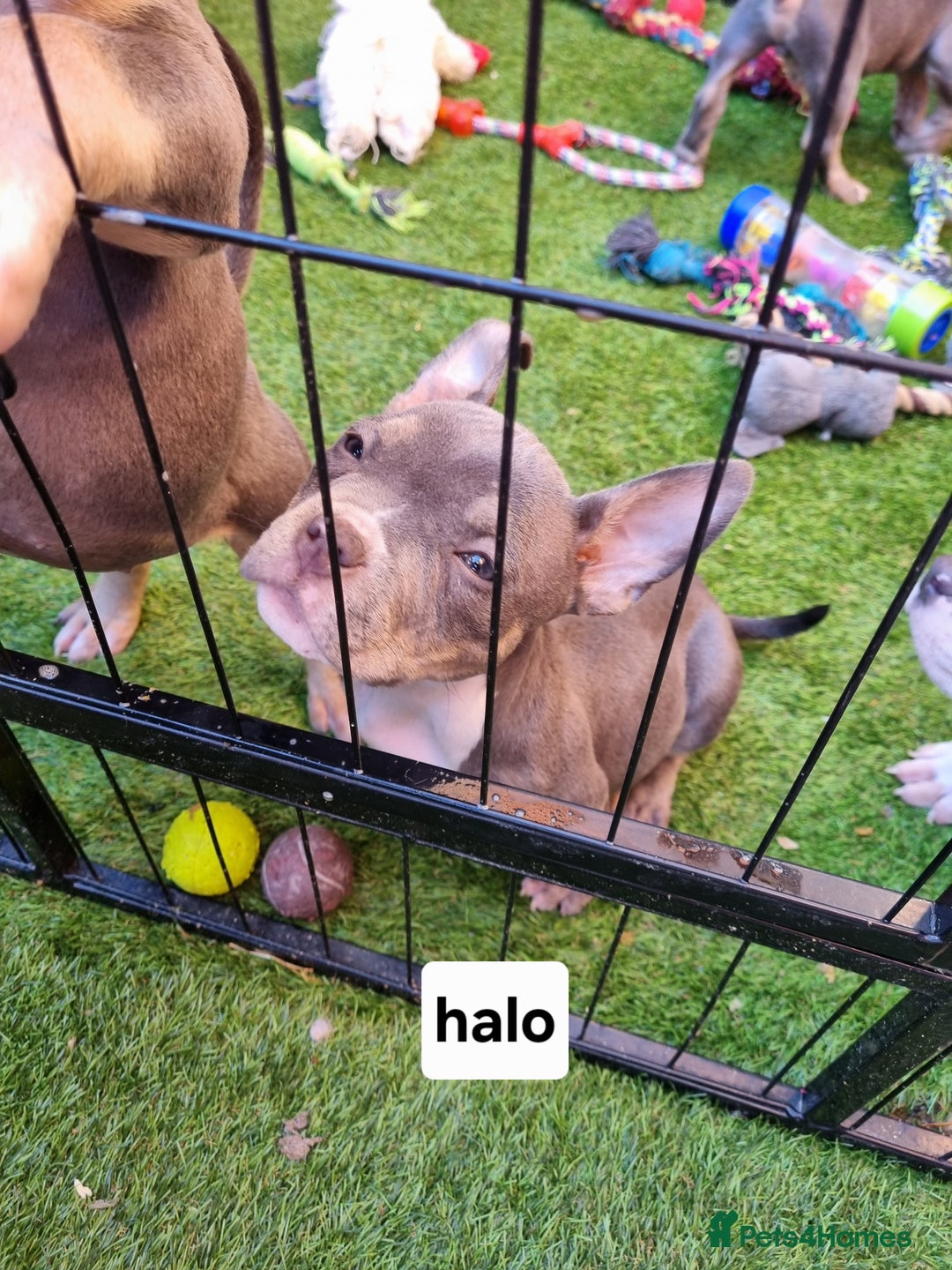 American Bully dogs for sale: Blue & lilac tri pocket bully’s  - Image 14
