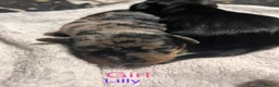 Mixed Breed dogs for sale: Stunning daxi cross pups  in Harleston - Advert 13