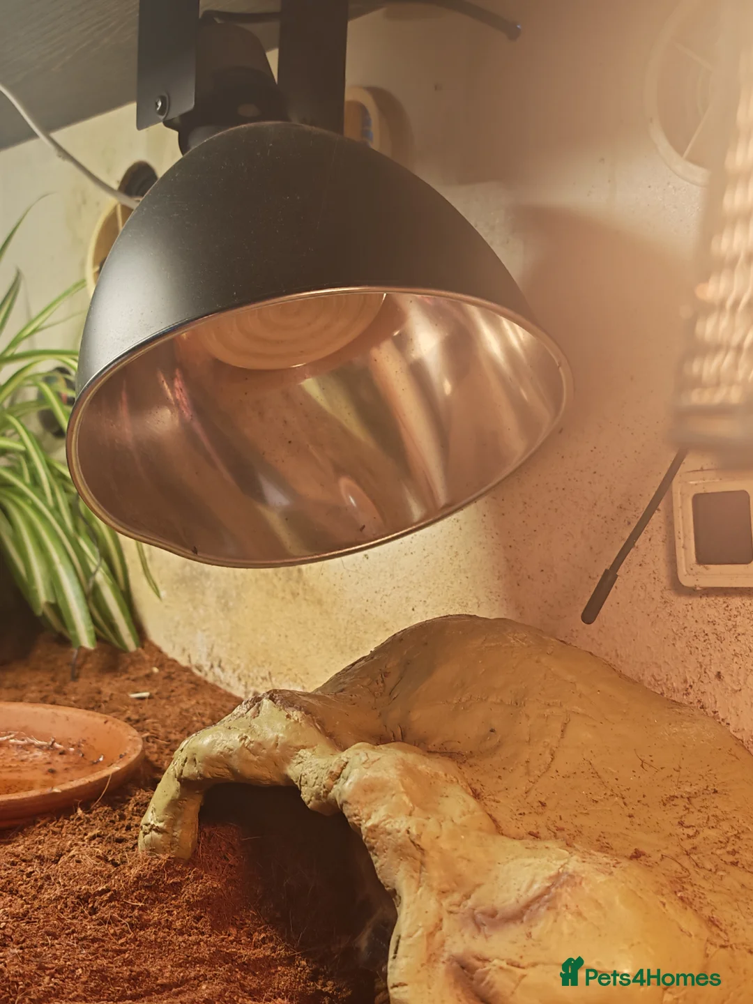 Tortoise reptiles for sale: Horsfield tortoise - Advert 7