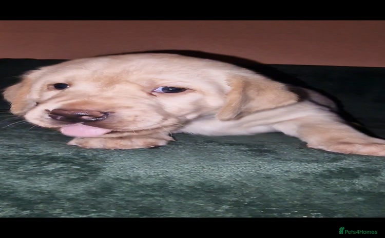 Labrador Retriever dogs - Advert 3