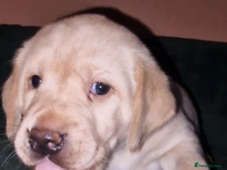 Labrador Retriever dogs - Advert 33