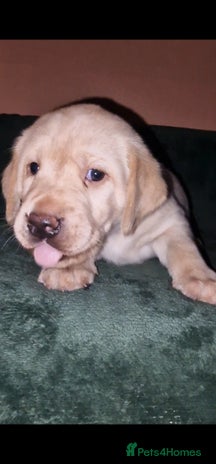 Labrador Retriever dogs - Advert 3